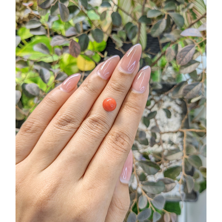 2.62 Ct. Cabochon Coral from Malaysia