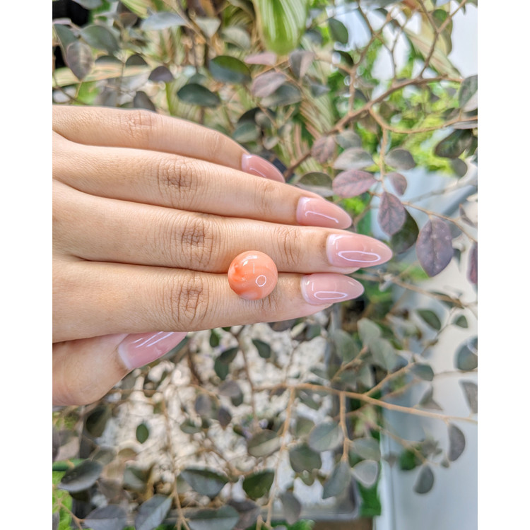 15.61 Ct. Coral from Malaysia