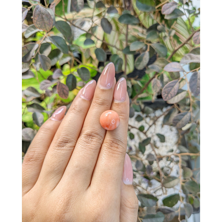 15.61 Ct. Coral from Malaysia