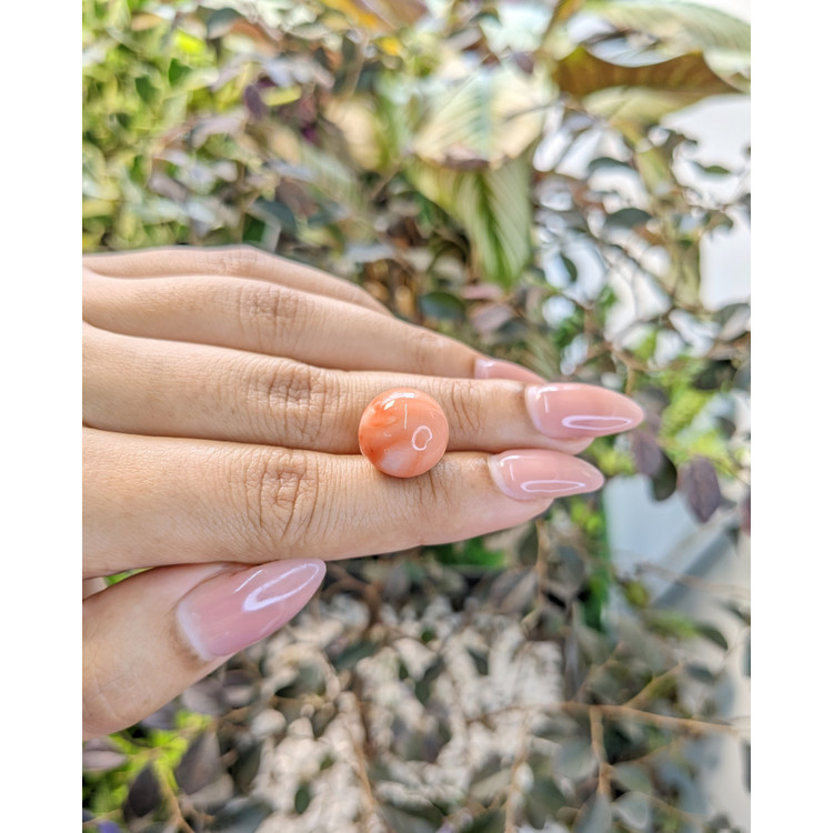 15.61 Ct. Coral from Malaysia