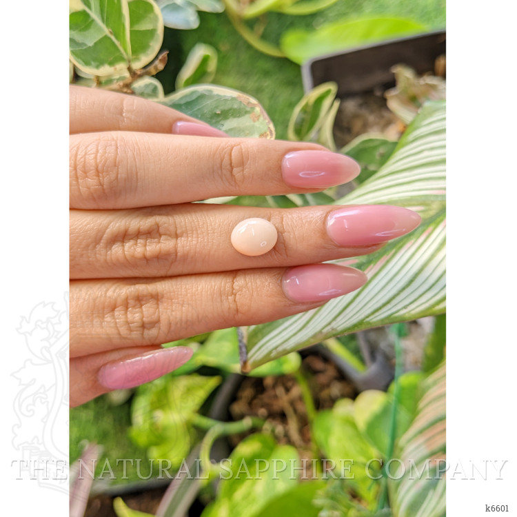 2.97 Ct. Cabochon Coral from Indonesia