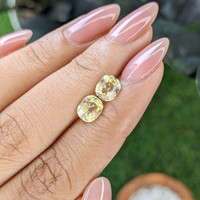2.50&nbsp;Ct.Tw.Total Carat Weight Yellow Sapphire Pair from Ceylon (Sri Lanka) Life Style