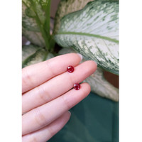 1.62 Ct.Tw.Total Carat Weight Ruby Pair from Mozambique Life Style