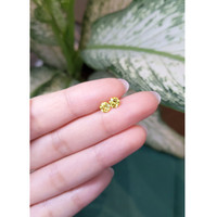 1.03&nbsp;Ct.Tw.Total Carat Weight Yellow Sapphire Pair from Ceylon (Sri Lanka) Life Style