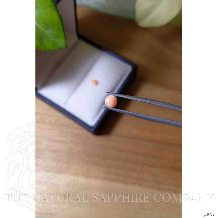 0.77 Ct.Tw. Cabochon Coral Pair from Italy