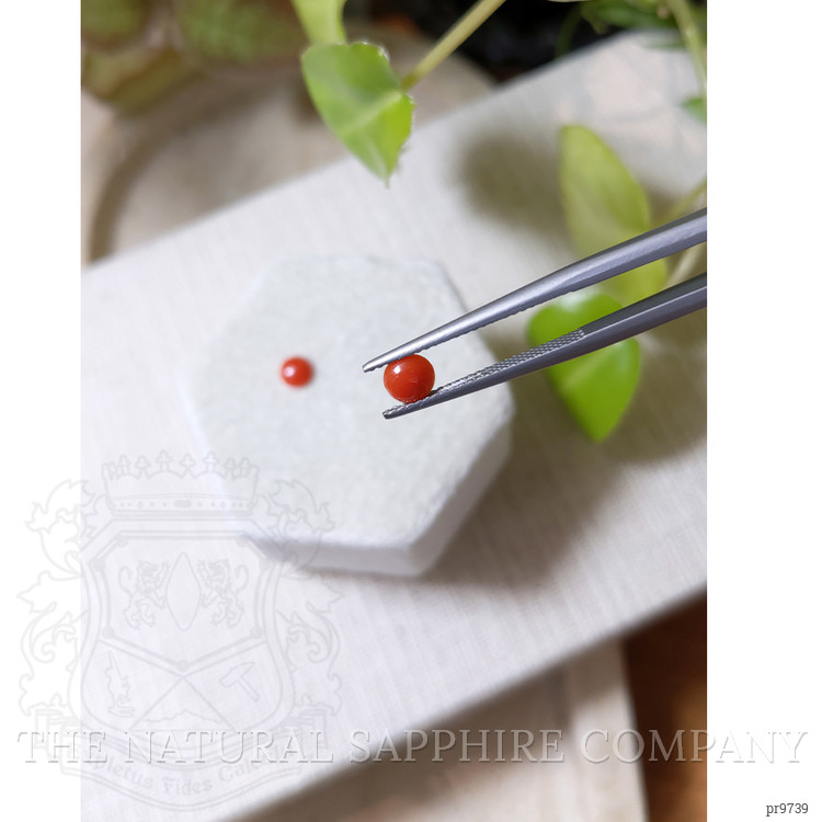 0.56 Ct.Tw. Cabochon Coral Pair from Italy