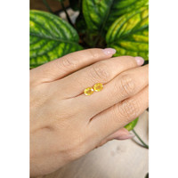 1.65&nbsp;Ct.Tw.Total Carat Weight Yellow Sapphire Pair from Ceylon (Sri Lanka) Life Style