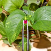 0.37 Ct. Pinkish Red Ruby from Mozambique Life Style