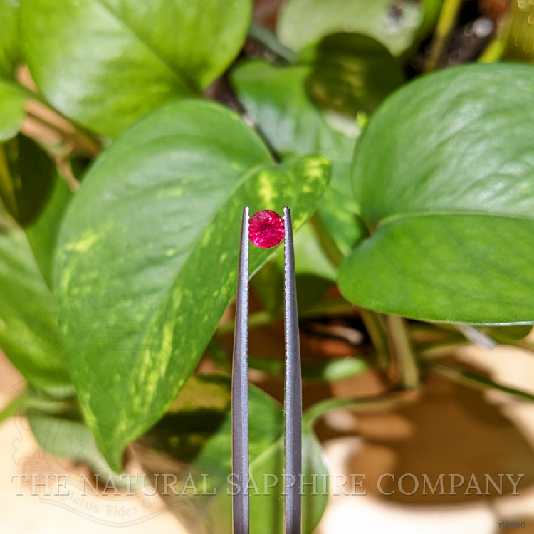 0.37 Ct. Pinkish Red Ruby from Mozambique
