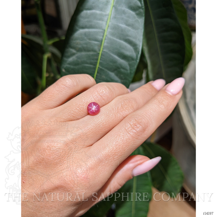 2.60 Ct. Star Ruby from Mozambique