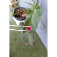 3.48 Ct. Ruby from Mozambique Life Style