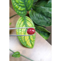 18.17 Ct. Cabochon Ruby from Burma (Myanmar) Life Style