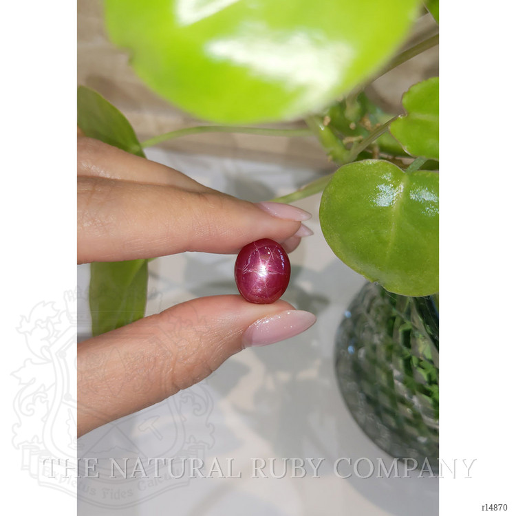 17.36 Ct. Star Ruby from Mozambique