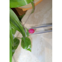 3.28 Ct. Cabochon Ruby from Burma (Myanmar) Life Style