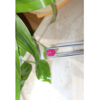 2.29 Ct. Cabochon Ruby from Burma (Myanmar) Life Style