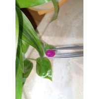 2.98 Ct. Cabochon Ruby from Burma (Myanmar) Life Style
