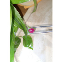 2.76 Ct. Cabochon Ruby from Burma (Myanmar) Life Style