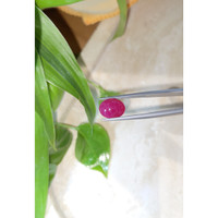 4.73 Ct. Cabochon Ruby from Burma (Myanmar) Life Style