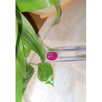 3.28 Ct. Cabochon Ruby from Burma (Myanmar) Life Style