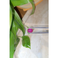 3.11 Ct. Cabochon Ruby from Burma (Myanmar) Life Style