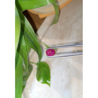 2.77 Ct. Cabochon Ruby from Burma (Myanmar) Life Style