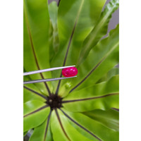 7.26 Ct. Ruby from Mozambique Life Style