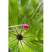 4.88 Ct. Ruby from Mozambique Life Style