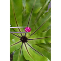 8.50 Ct. Ruby from Mozambique Life Style
