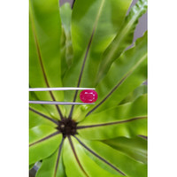8.42 Ct. Ruby from Mozambique Life Style