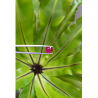 3.16 Ct. Ruby from Mozambique Life Style