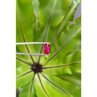 3.33 Ct. Ruby from Mozambique Life Style