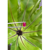 4.14 Ct. Ruby from Mozambique Life Style