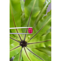 5.03 Ct. Ruby from Mozambique Life Style