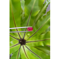 5.40 Ct. Ruby from Mozambique Life Style