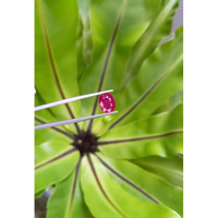 3.40 Ct. Ruby from Mozambique Life Style