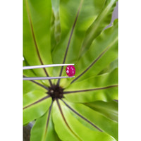 4.18 Ct. Ruby from Mozambique Life Style
