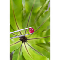 3.63 Ct. Ruby from Mozambique Life Style