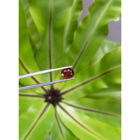 3.15 Ct. Ruby from Mozambique Life Style