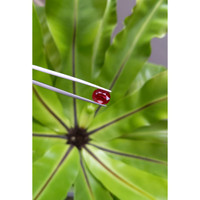 3.46 Ct. Ruby from Mozambique Life Style