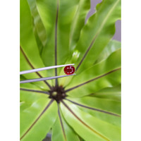 3.03 Ct. Ruby from Mozambique Life Style