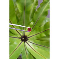 1.60 Ct. Ruby from Mozambique Life Style