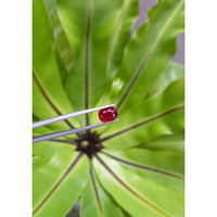 3.56 Ct. Ruby from Mozambique Life Style