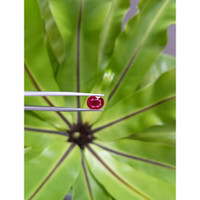 3.65 Ct. Ruby from Mozambique Life Style