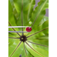 4.12 Ct. Ruby from Mozambique Life Style
