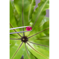 3.18 Ct. Ruby from Mozambique Life Style
