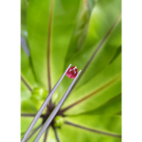 0.96 Ct. Ruby from Thailand Life Style
