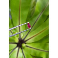0.73 Ct. Ruby from Thailand Life Style