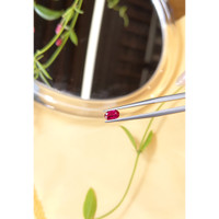 0.46 Ct. Ruby from Burma (Myanmar) Life Style