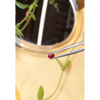 0.55 Ct. Ruby from Burma (Myanmar) Life Style