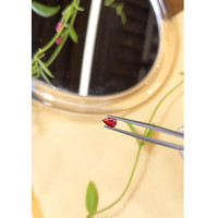 0.32 Ct. Ruby from Thailand Life Style